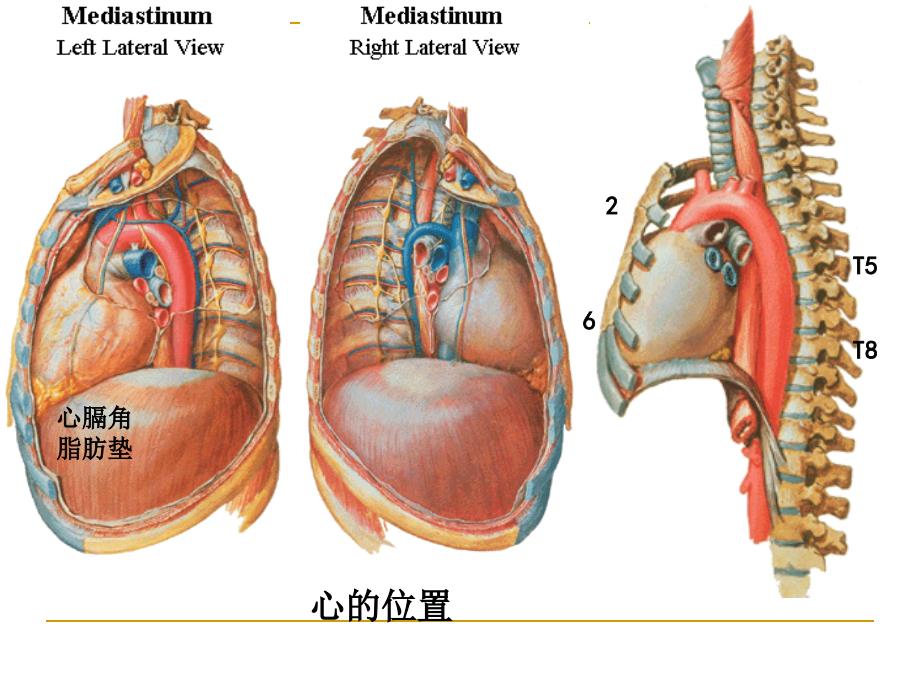 1、心脏解剖学教学内容_第4页