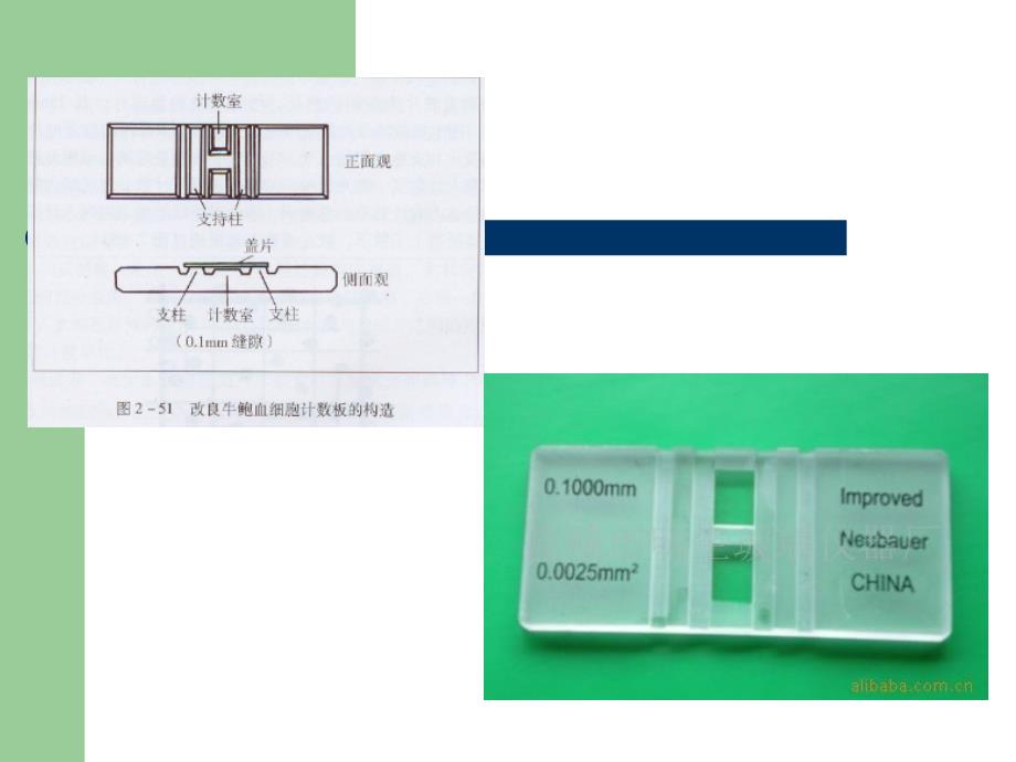 最新：实验三红细胞和白细胞计数文档资料_第3页