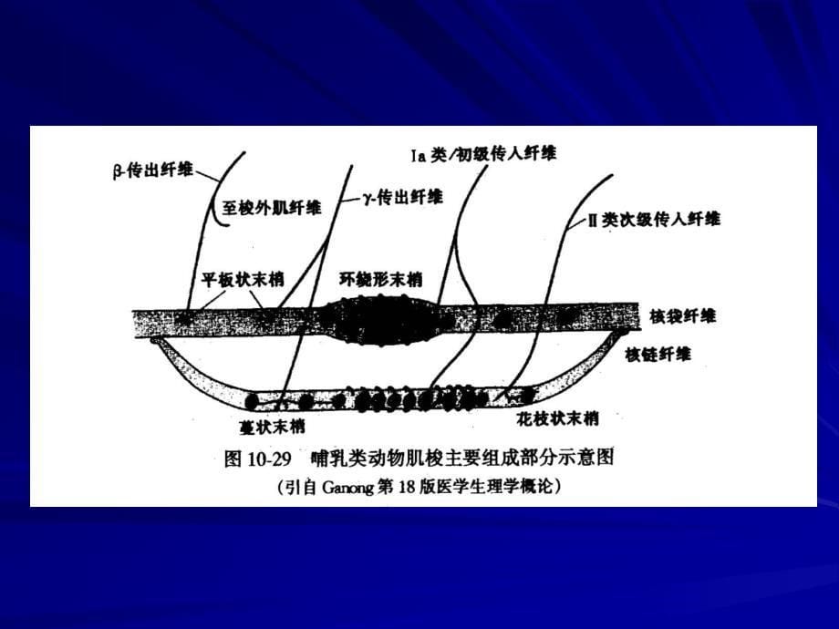 第五节神经系统对姿势和运动的调节_第5页