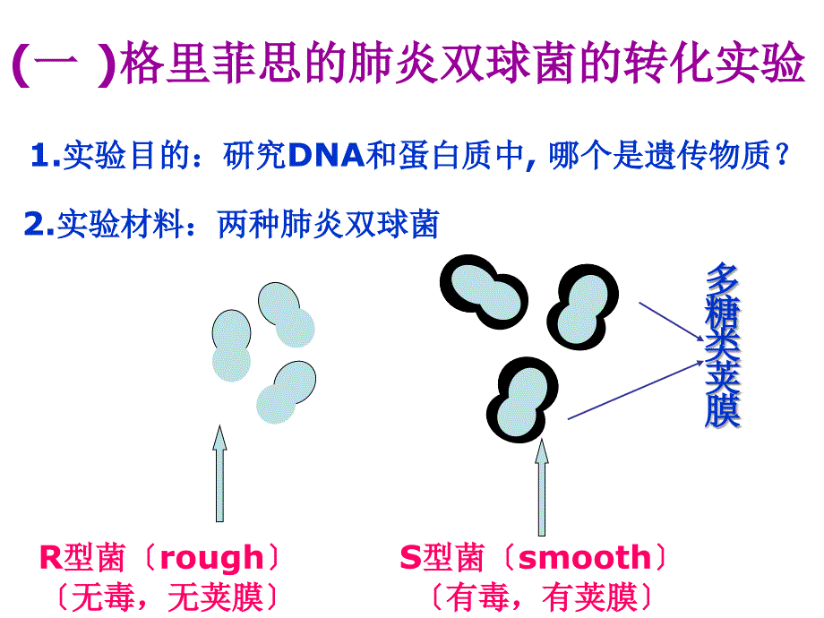 DNA是主要的遗传物质_第4页