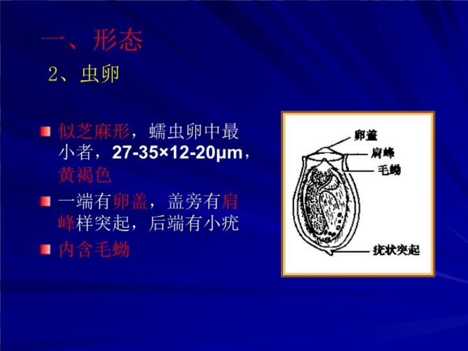 最新医学寄生虫学38肝吸虫幻灯片_第3页