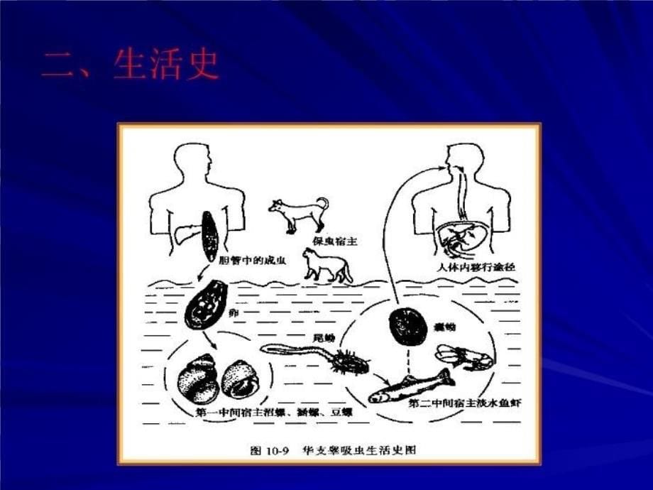 最新医学寄生虫学38肝吸虫幻灯片_第5页