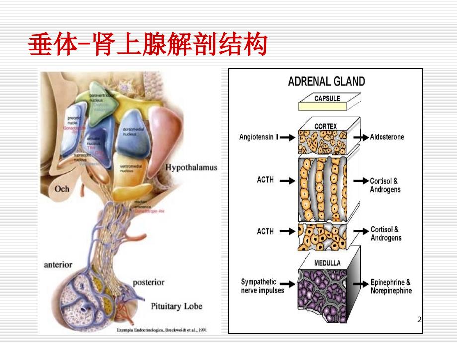 肾上腺检查结果解读ppt课件_第2页