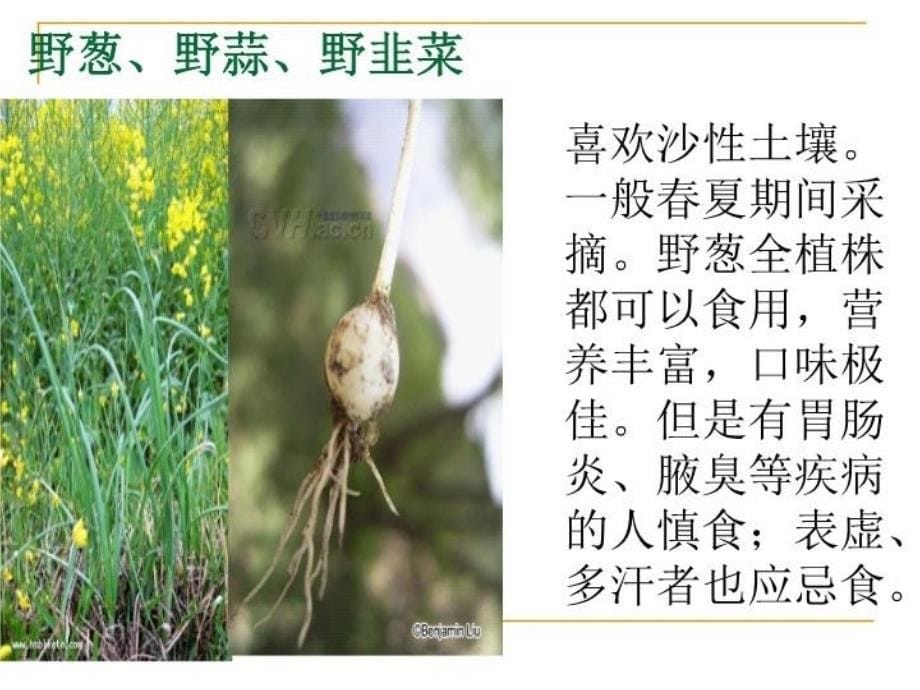 最新常见野菜习性和食用介绍PPT课件_第5页