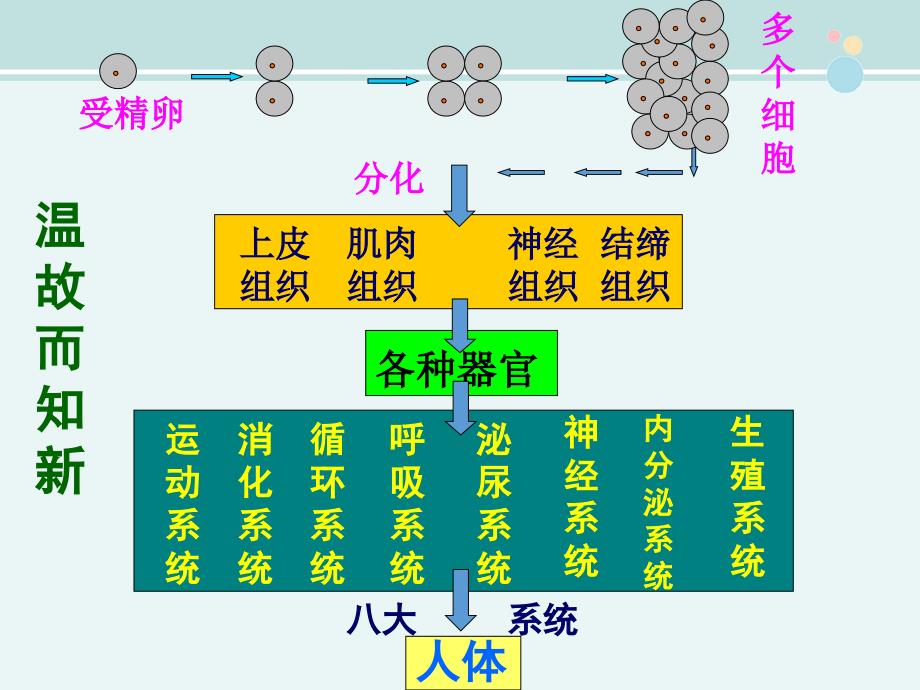 植物体的结构层次-优秀--公开课课件_第3页