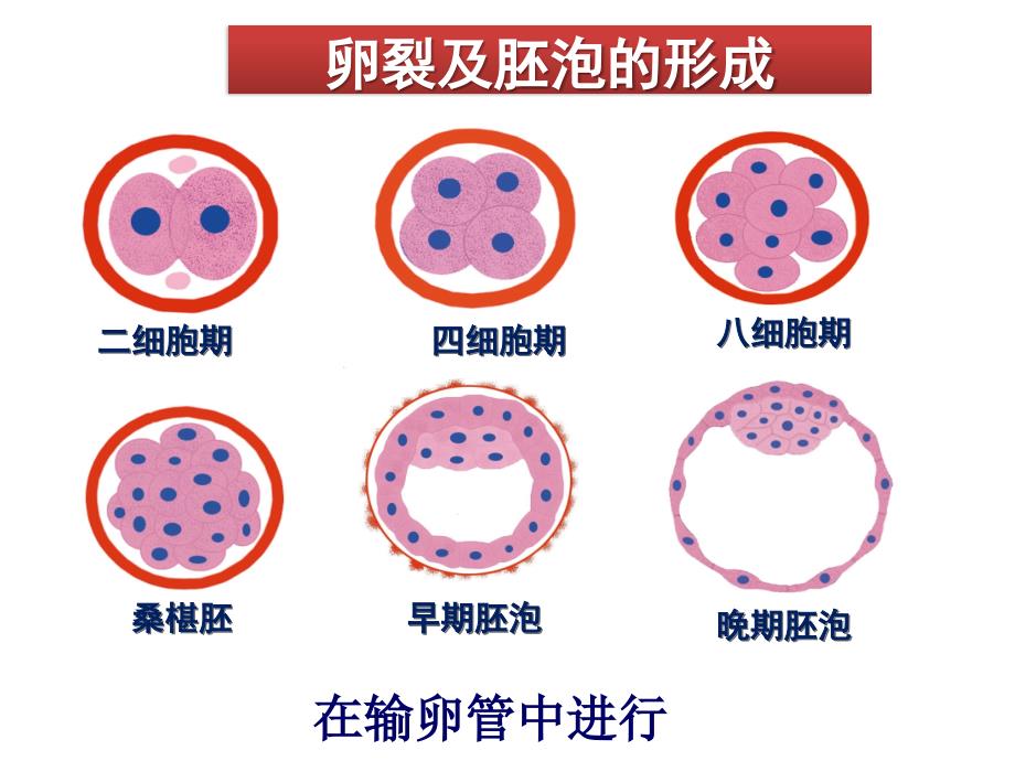 第五、六讲 神经系统的发育.ppt_第3页