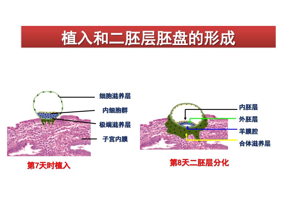 第五、六讲 神经系统的发育.ppt_第4页