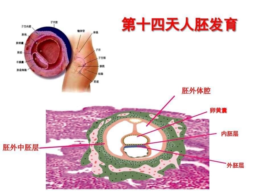 第五、六讲 神经系统的发育.ppt_第5页