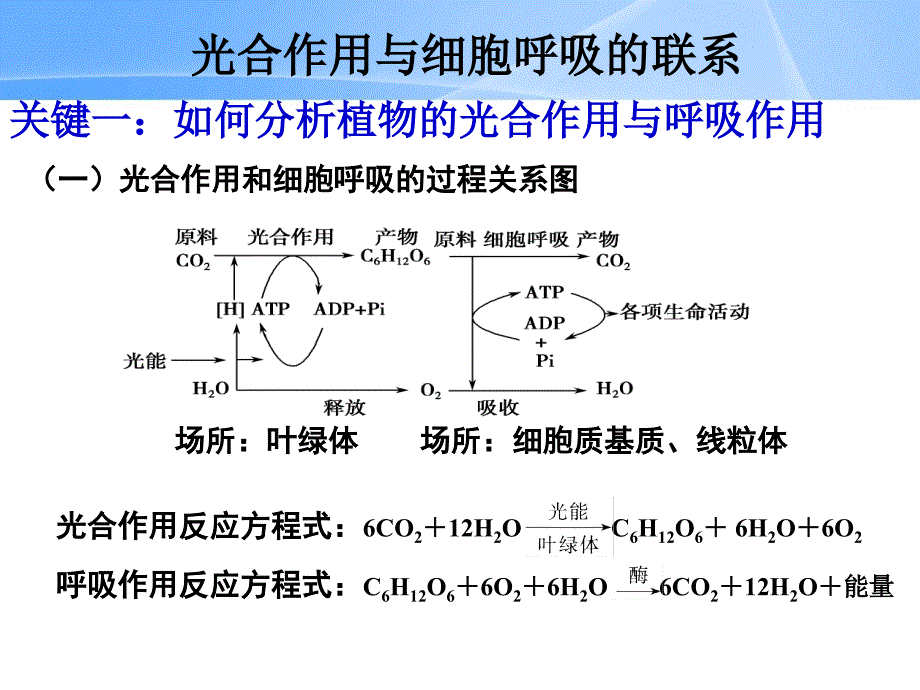 高三一轮复习光合作用与细胞呼吸的关系课件_第2页