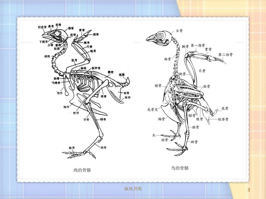 禽类动物运动规律【应用材料】_第3页