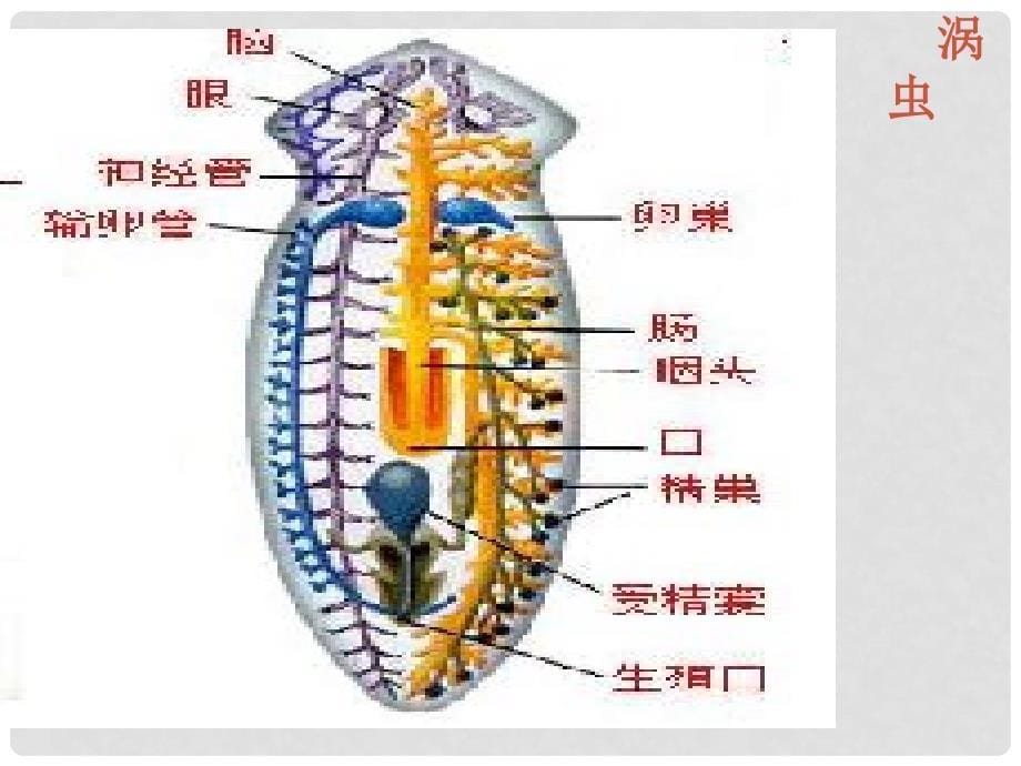 八年级科学下册 第八章 动物和人类的生殖和发育课件 华师大版_第5页