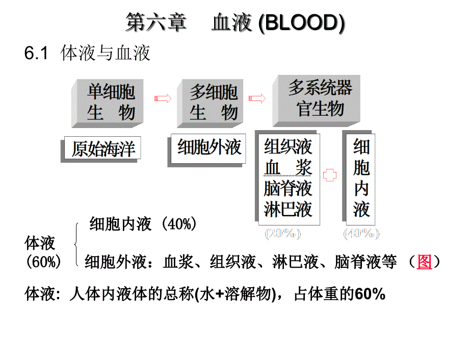 动物生理学第六章血液_第1页