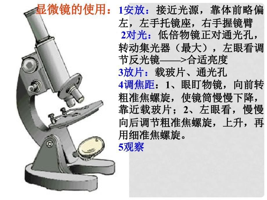 浙江省中考科学复习 观察多种多样的生物和细胞课件_第5页