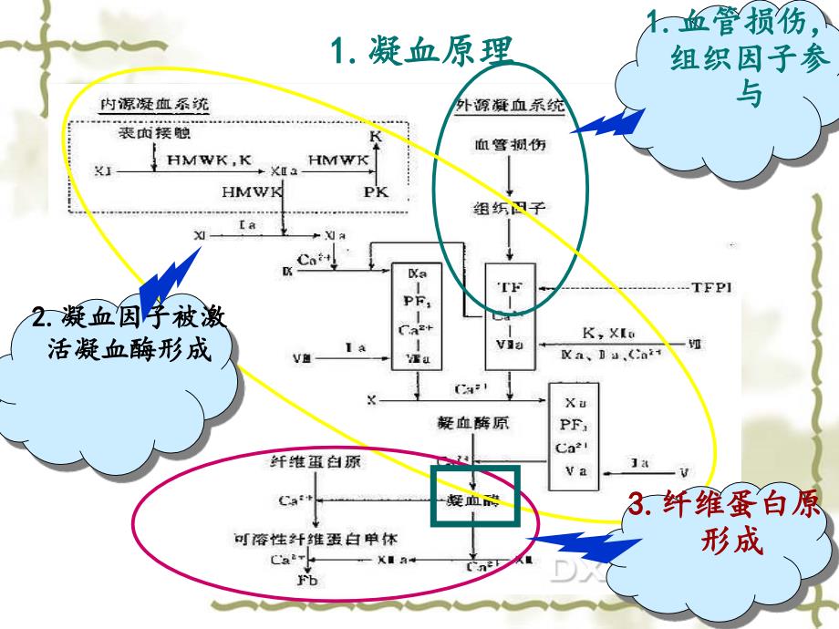 凝血药的合理使用PPT精品课件_第4页