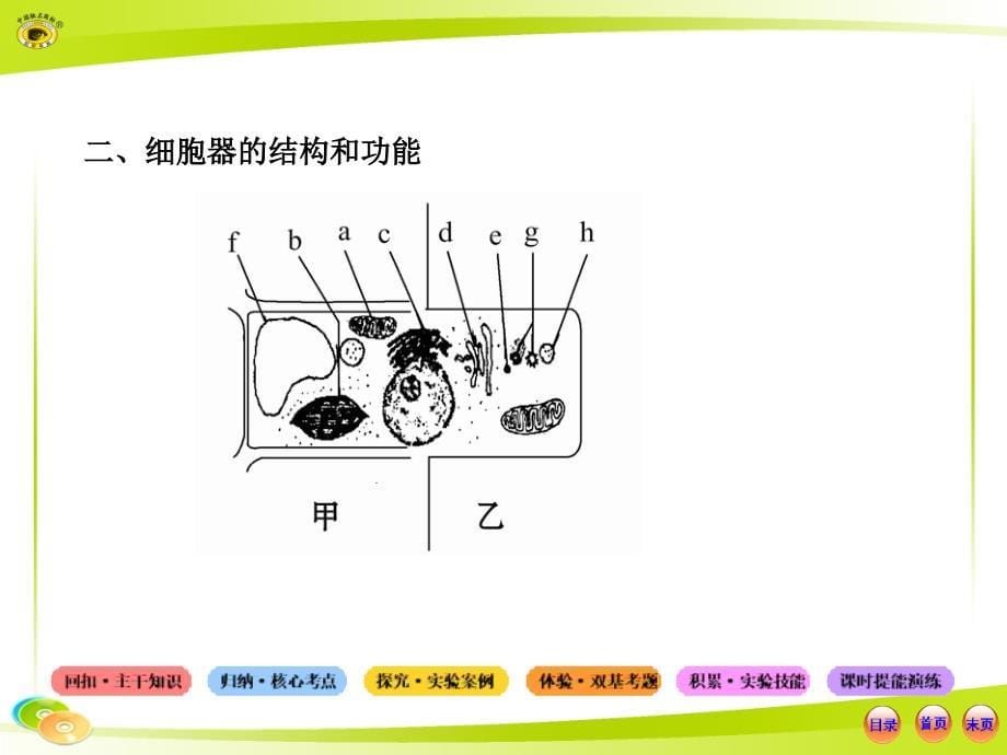 生物系统复习必备全套课件中图版1.1.2.3细胞的基本结构真核细胞与原核细胞_第5页