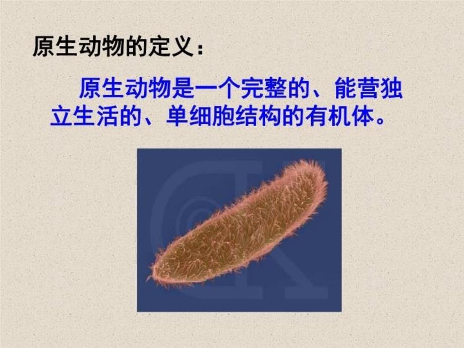 最新大学动物学原生动物教学课件_第4页