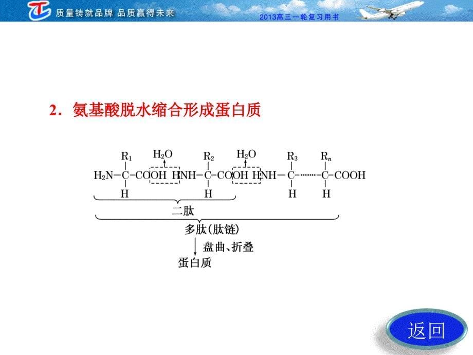 必修1第2章第二讲生命活动的主要承担者蛋白质教材第2节_第5页