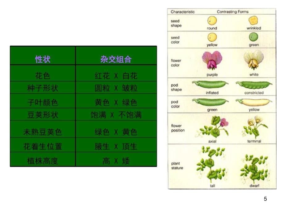 3.2015第三章Genetics_第5页