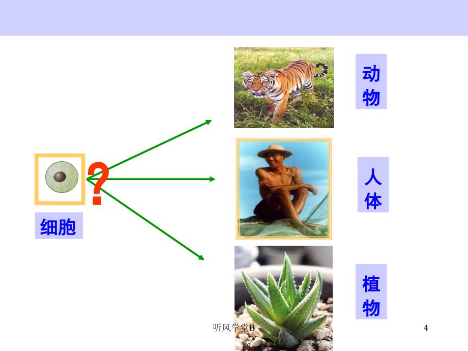 动物体的结构层次PPT[专业分析]_第4页