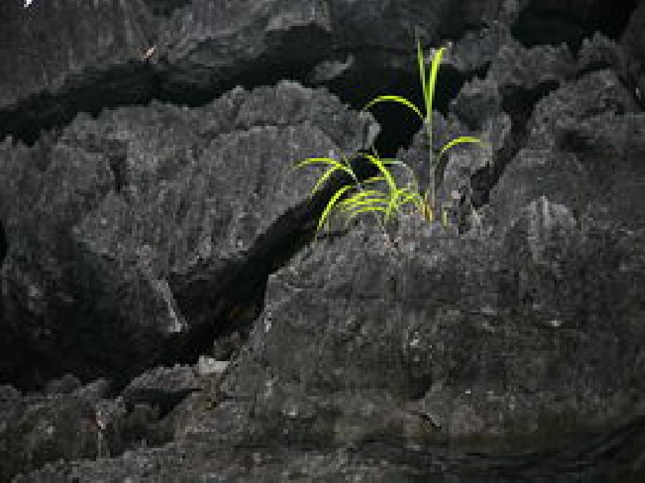 从岩缝里长出的小草2_第3页