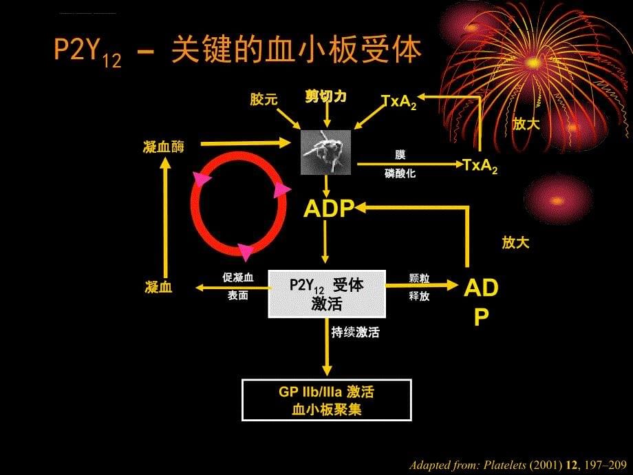 抗血小板药物的合理应用ppt课件_第5页