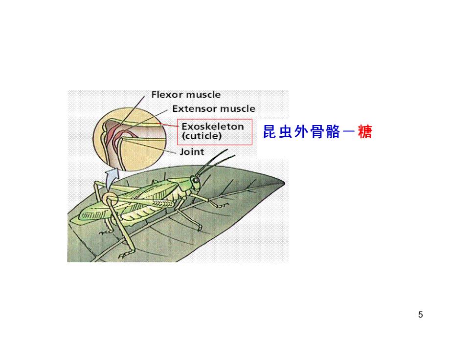 王镜岩生物化学糖类.PPT_第5页