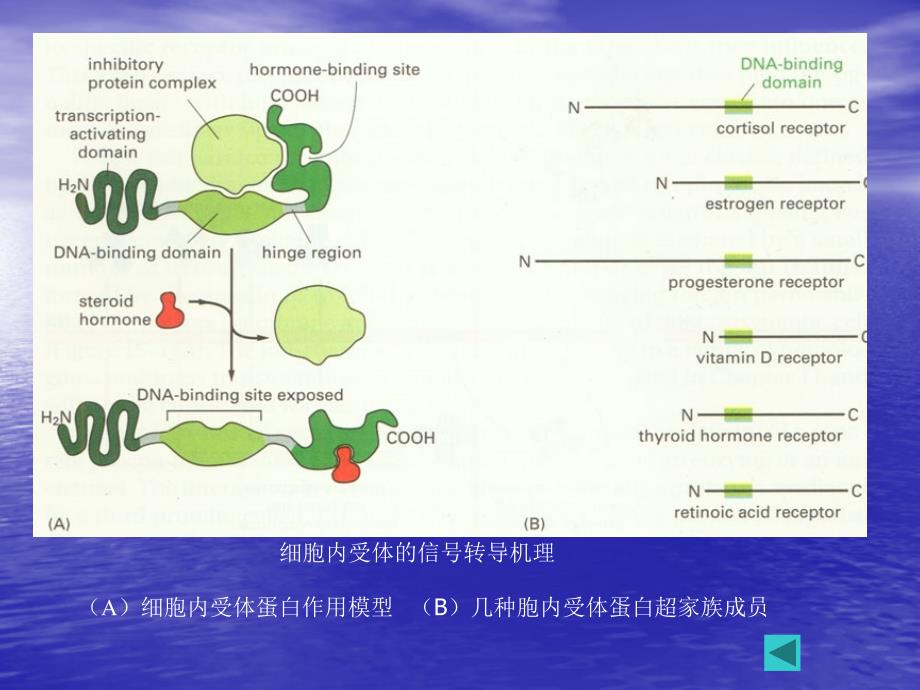 通过细胞内受体介导信号传递_第2页