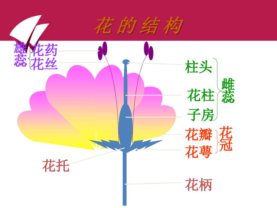 生物：第14章第二节植物的有性生殖精品课件(苏教版八年级上)_第2页