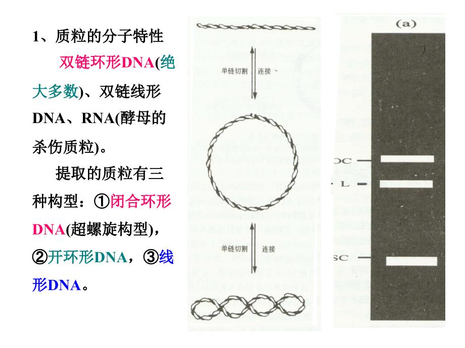 基因工程原理与技术-3课件_第3页