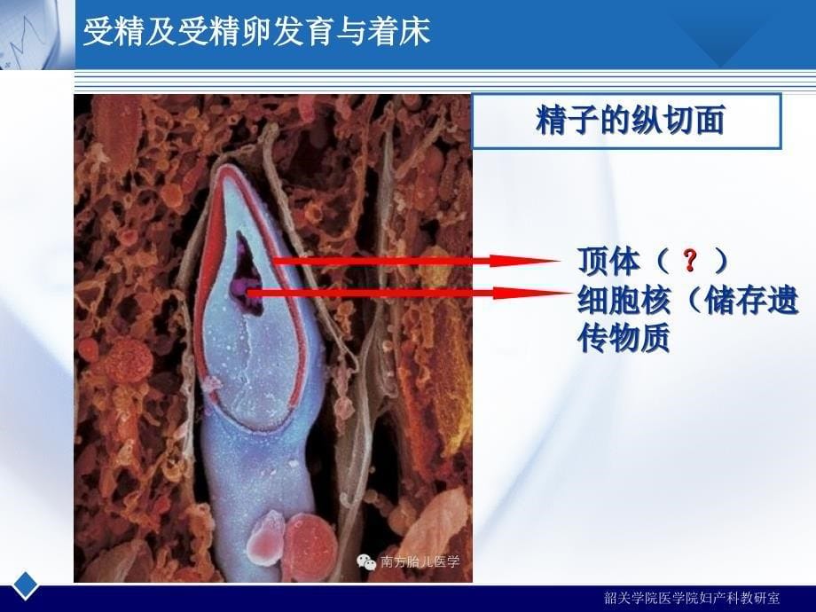 妊娠生理与诊断本科版ppt课件_第5页