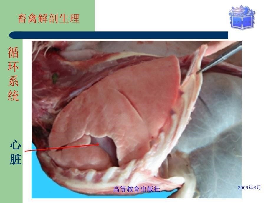 畜禽解剖生理第9章循环系统_第5页