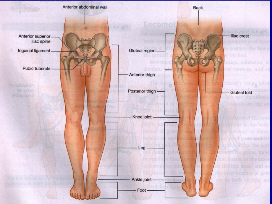 《股部的解剖》ppt课件_第4页