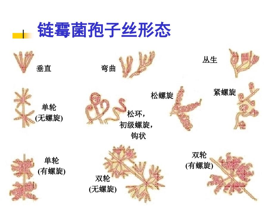 放线菌和霉菌的形态结构观察_第4页