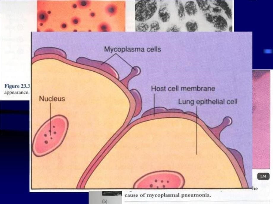 最新微生物学第1章4支原体立克次氏体和衣原体PPT课件_第5页