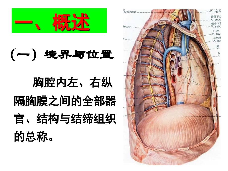 《局解》胸部2贵阳医学院局部解剖学_第3页