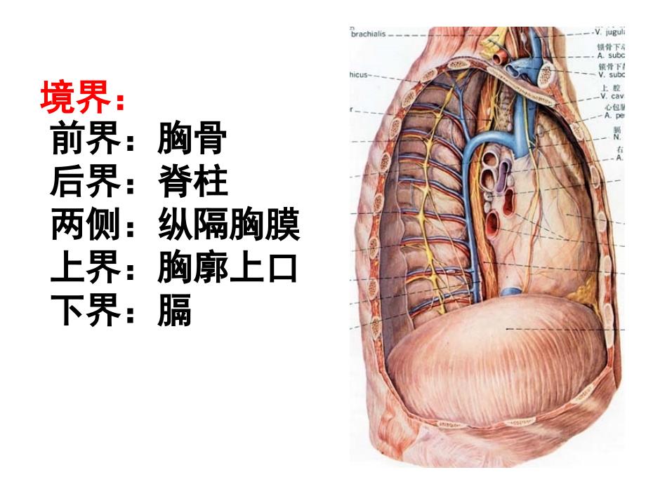 《局解》胸部2贵阳医学院局部解剖学_第4页