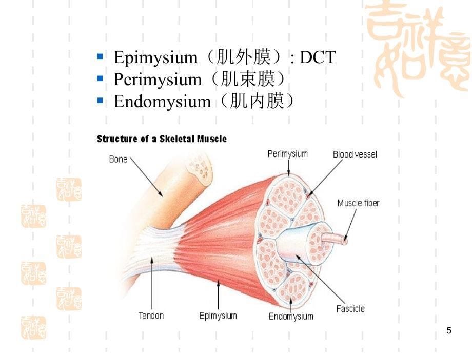 组胚学课件：Muscular tissue_第5页