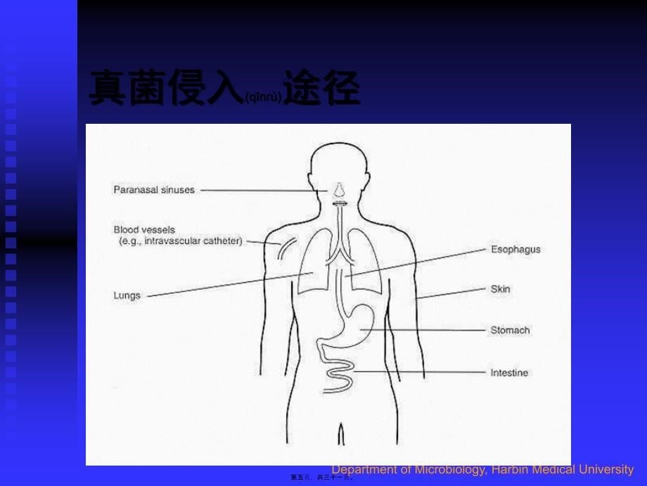 医学专题—病原性真菌114_第5页