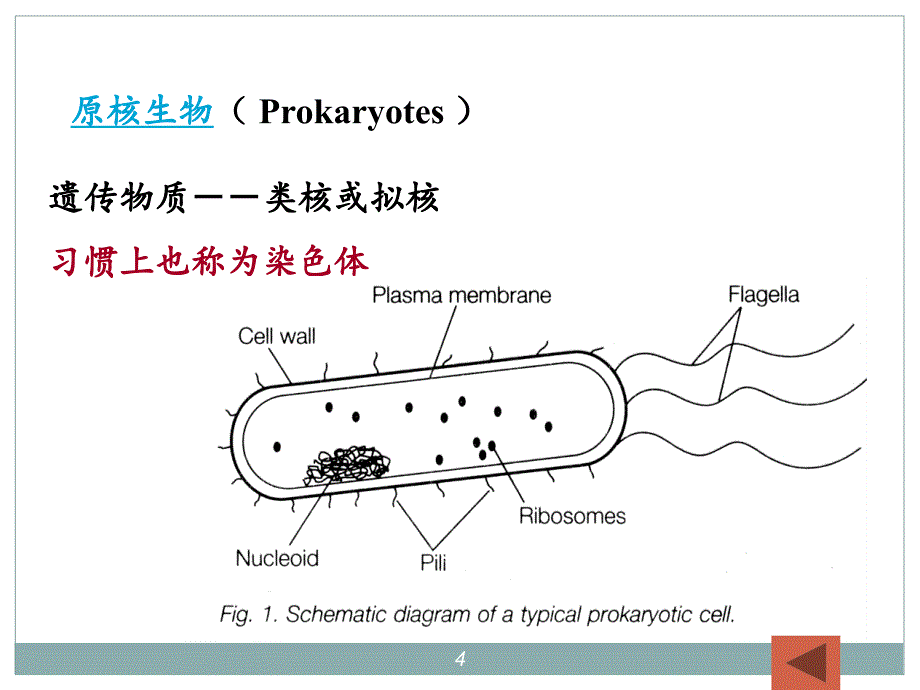 染色体基因组和基因ppt课件_第4页