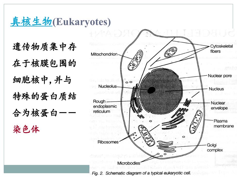 染色体基因组和基因ppt课件_第5页