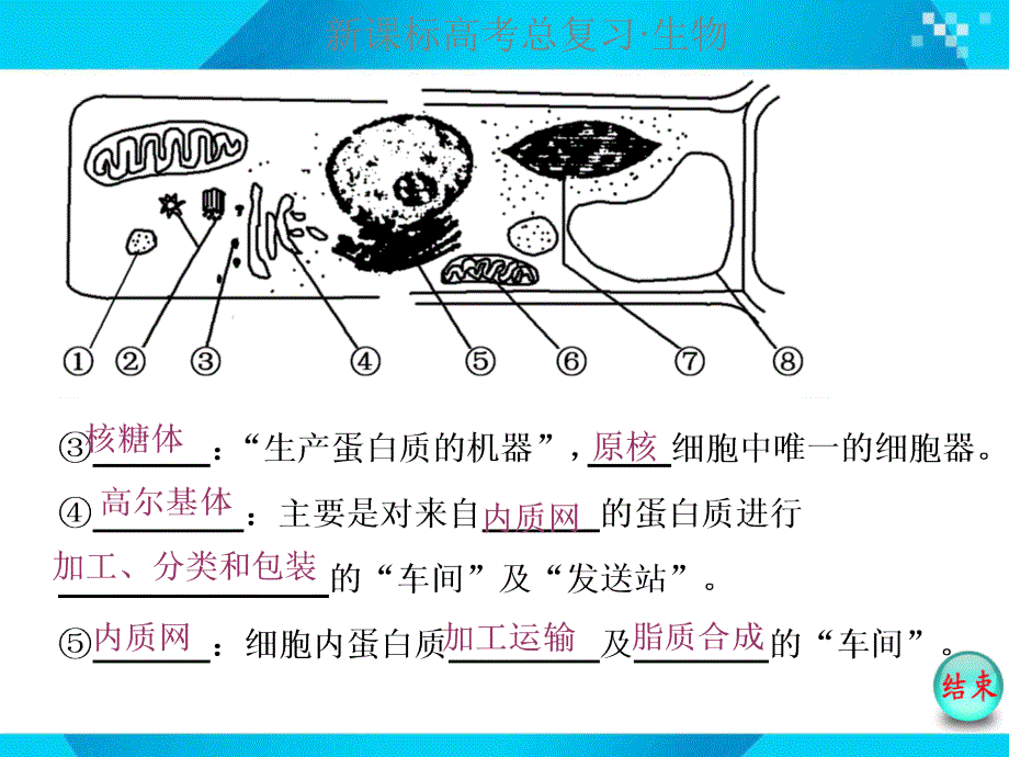 必修1第二单元第2讲细胞器与生物膜系统教学提纲_第3页