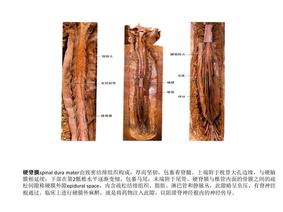 最新脑的血氧供应PPT文档_第4页