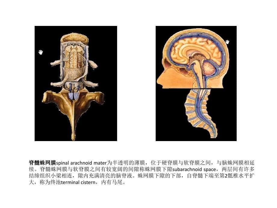 最新脑的血氧供应PPT文档_第5页