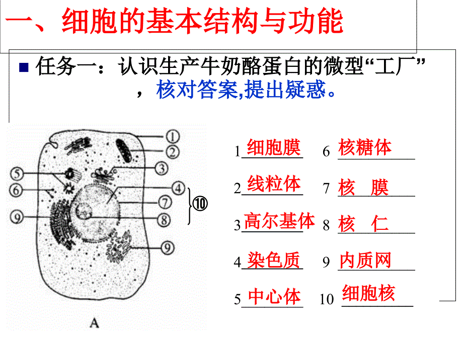 人教版高中生物必修1第三章细胞基本结构复习(共14张PPT)_第3页