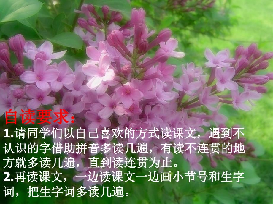 《一株紫丁香》课件 (2)_第2页