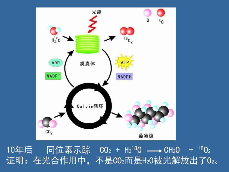 普通生物学07光合PPT课件_第4页