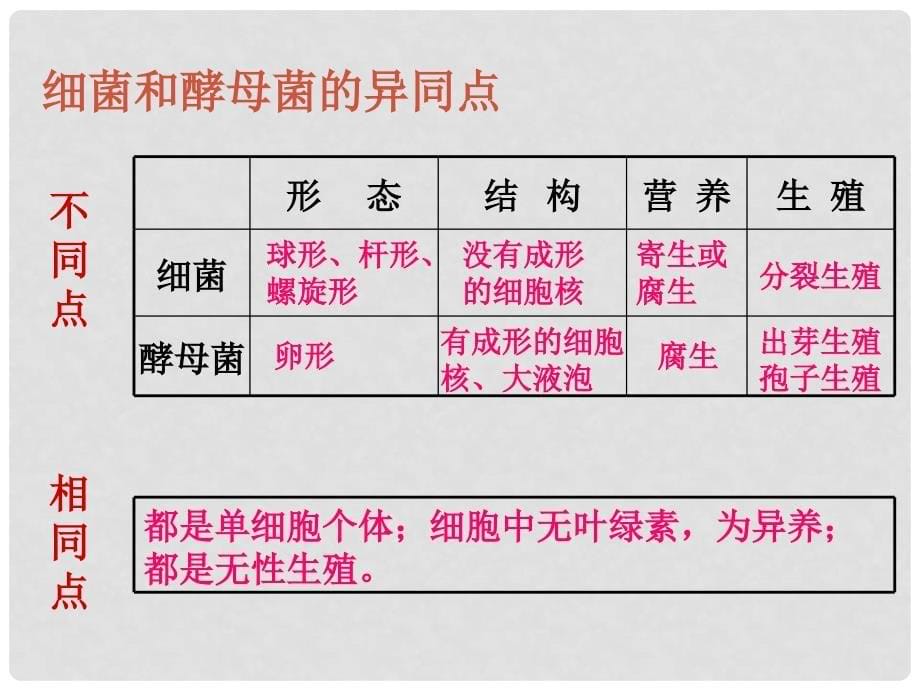 八年级生物上册 酵母菌和霉菌课件 北师大版_第5页