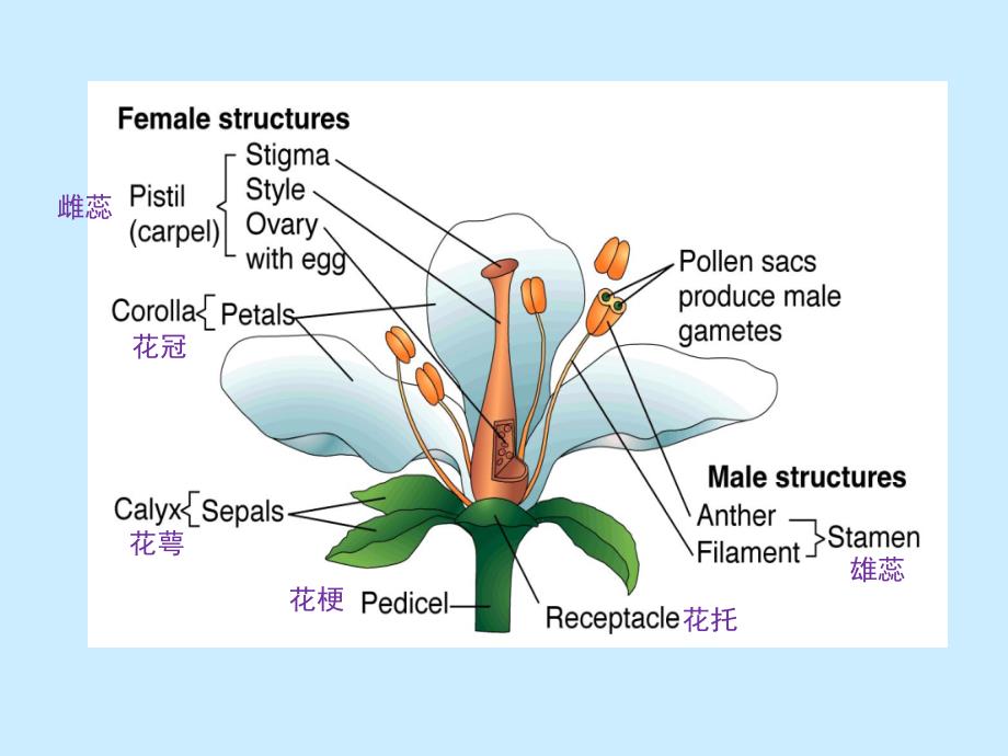 植物学-雌雄配子体的形成-课件_第1页