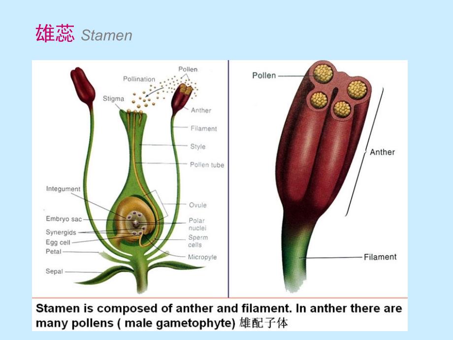 植物学-雌雄配子体的形成-课件_第4页
