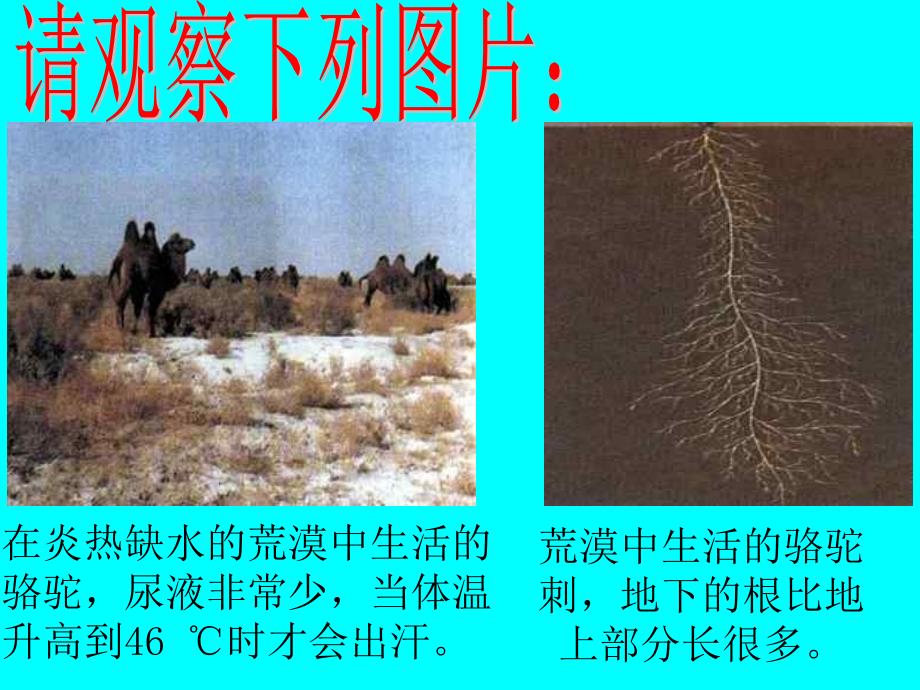 生物对环境的适应和影响.ppt_第4页